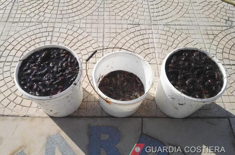Taranto, pescatori di frodo colti in flagrante: recuperati 45kg di oloturie