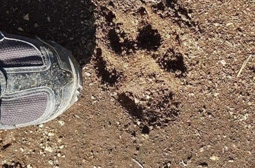 Il giallo del grosso felino a Ostuni: continuano le ricerche