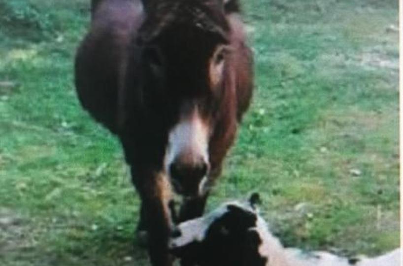 Salento, rapita l'asina Grisonda. L'appello: «Riportatela a casa. Vi daremo una ricompensa»