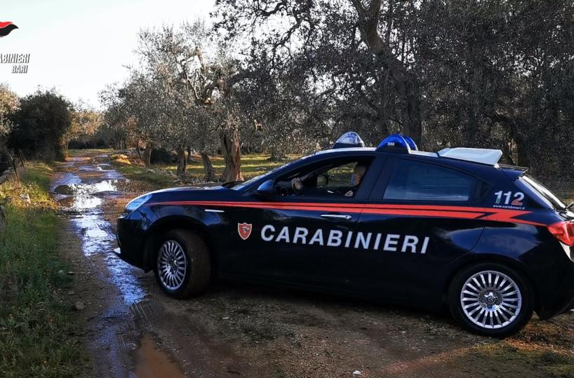 Molfetta, intensificati controlli contro i «predoni» di olive: tre arresti e 8 denunce 