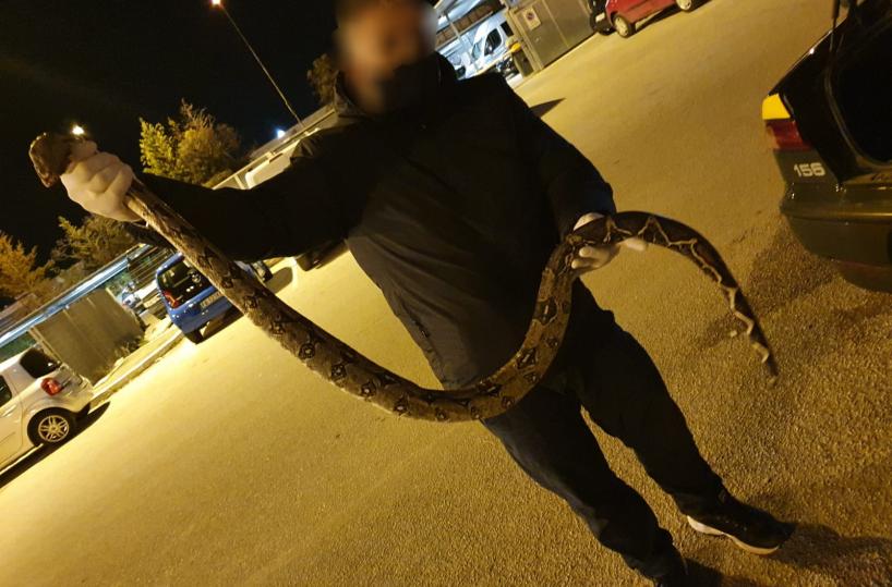 Foggia, sul ciglio della strada sbuca un pitone di 1,5 metri