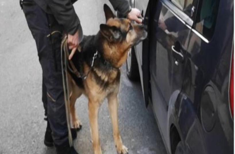 Cerignola, il fiuto di «Bangaro» incastra corriere  della droga: arrestato 45enne