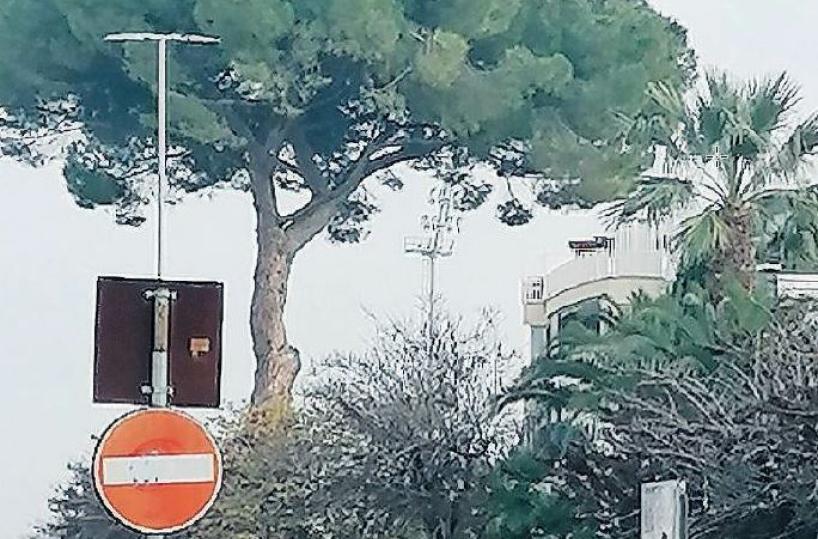 Barletta, Legambiente chiede di salvare il pino di via Vittorio Veneto 