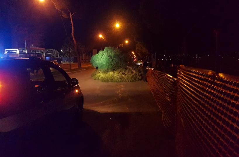 Maltempo a Foggia, il vento butta giù alberi e un palo dell'illuminazione