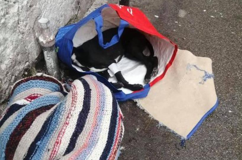 Grottaglie, cucciolo senza vita abbandonato in una busta nel centro storico