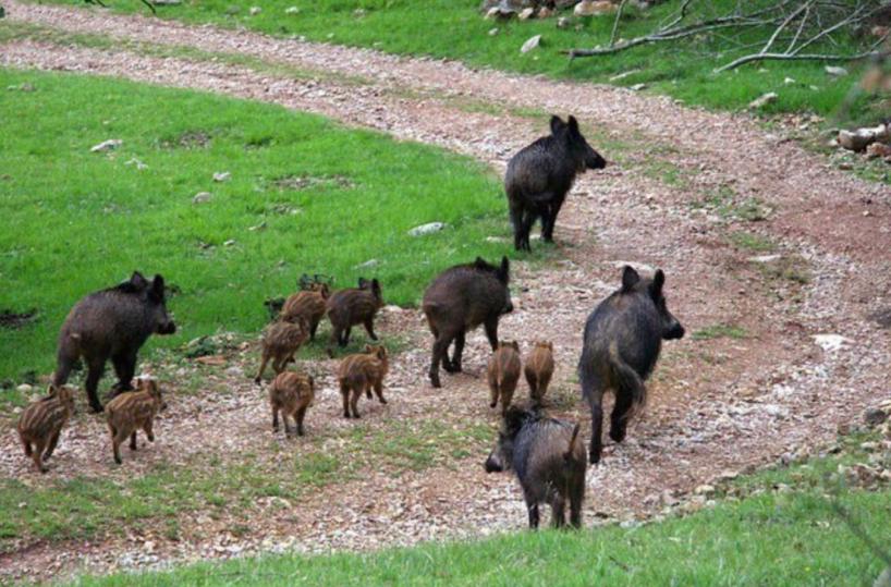 Non solo sassi: la Murgia è miniera ostica e gentile