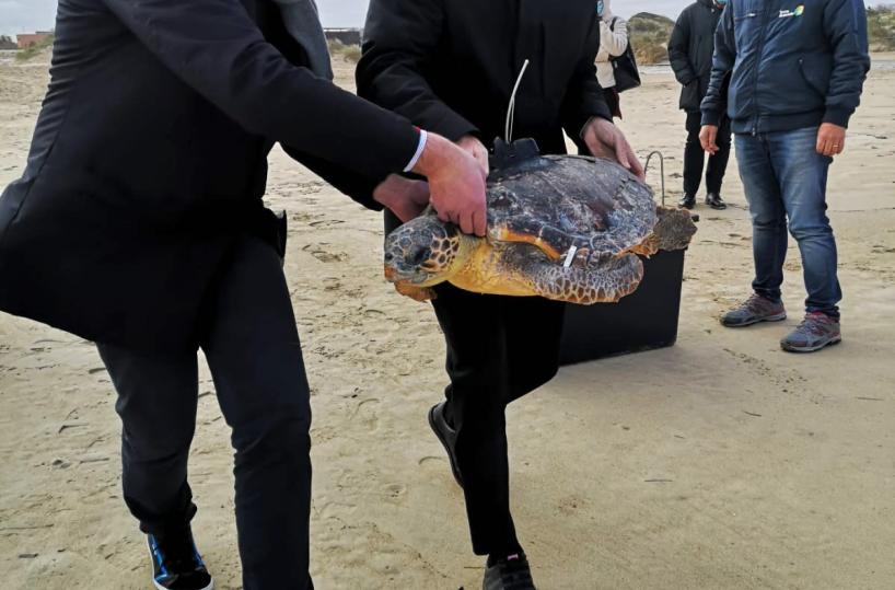 Torre Guaceto, tartaruga torna in mare: a renderla libera il sindaco di Lecce