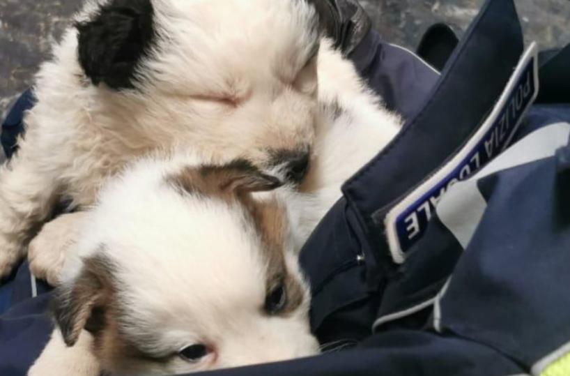 Monopoli, abbandona 2 cuccioli vicino al cimitero e scappa: salvati dalla Polizia Locale