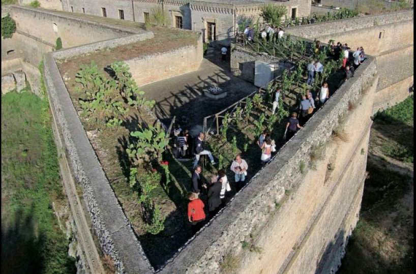 Il miracolo del vigneto sul Castello: Copertino prepara la vendemmia rara