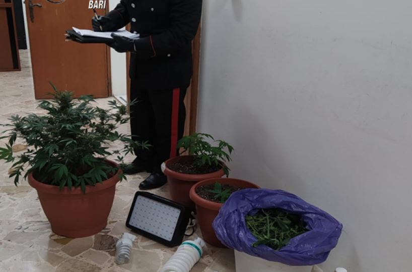Coltivavano marijuana nel garage: 3 denunce a Turi