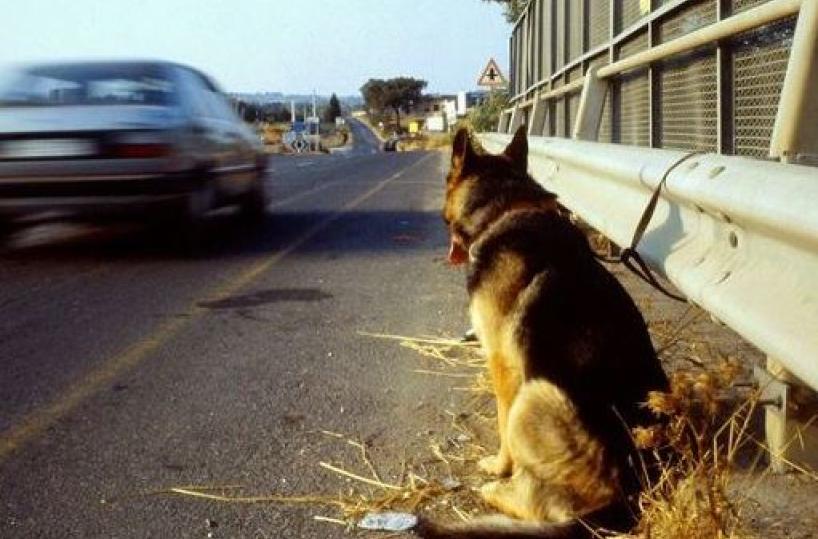 Cerignola, cucciolo di pastore tedesco salvato sulla A14 da agenti Polstrada  