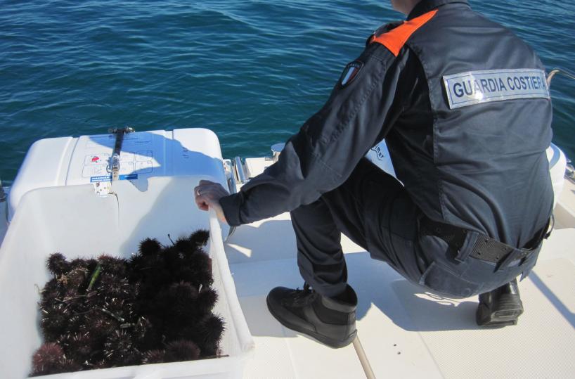 Monopoli, sequestrati 350 ricci di mare venduti da ambulante abusivo 