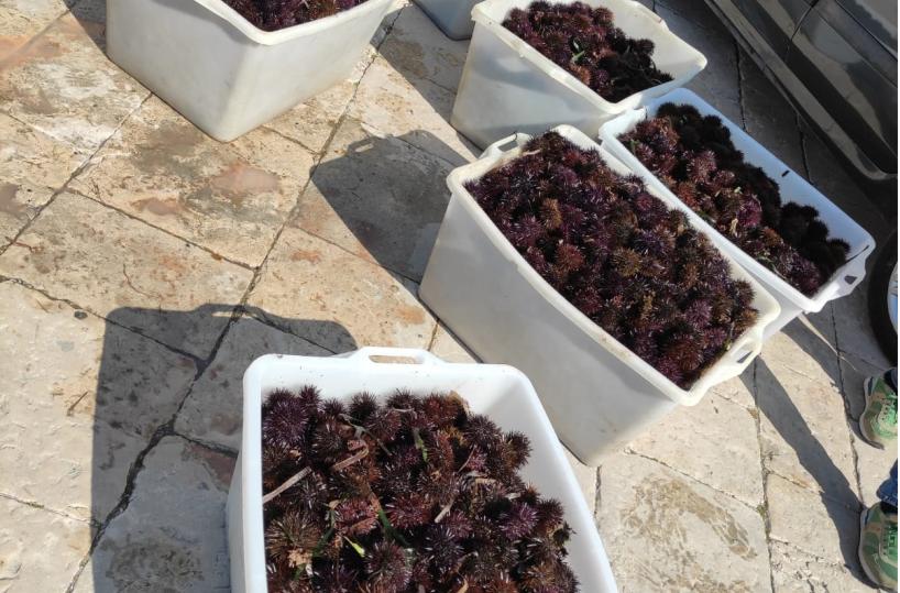 Bisceglie, Guardia costiera sequestra 8mila ricci di mare: tutti rigettati in mare