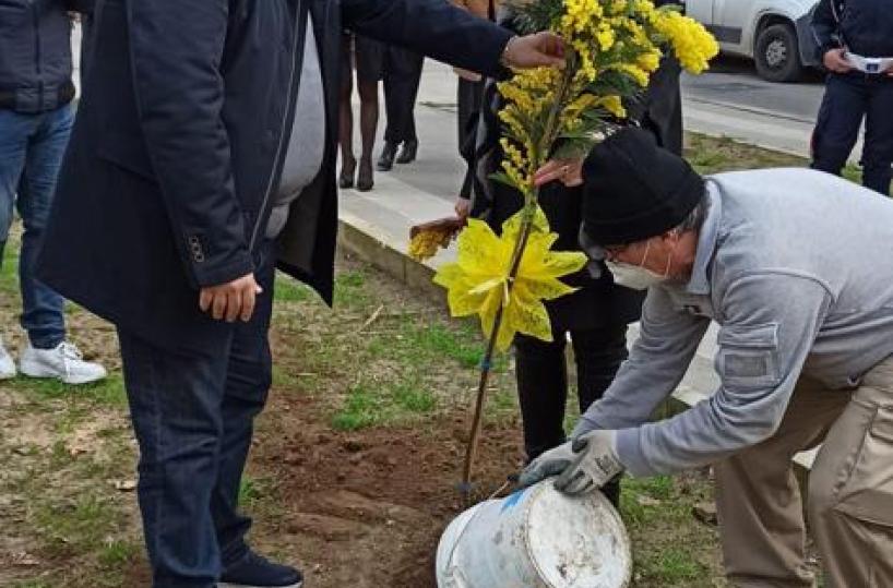 8 marzo a Taranto, piantata mimosa come simbolo rinascita e rispetto