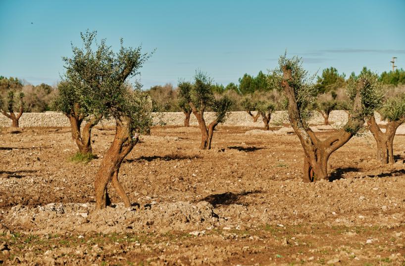 Tap, verso riconsegna terreni nel Salento: piantumati 1800 ulivi