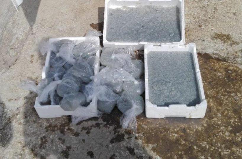 Barletta, la Guardia Costiera sequestra 40 Kg di prodotti ittici