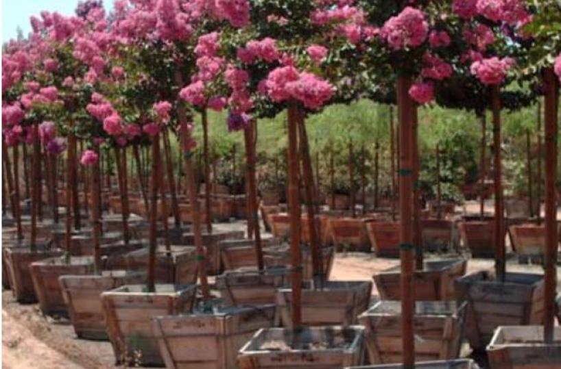 Latiano, «L'isola che non c'è» dona 30 alberi da piantare in via Roma 