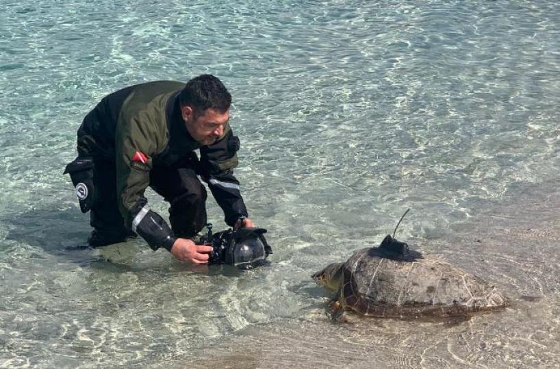 Salento, così la tartaruga Giuseppina torna in mare seguita con un gps 