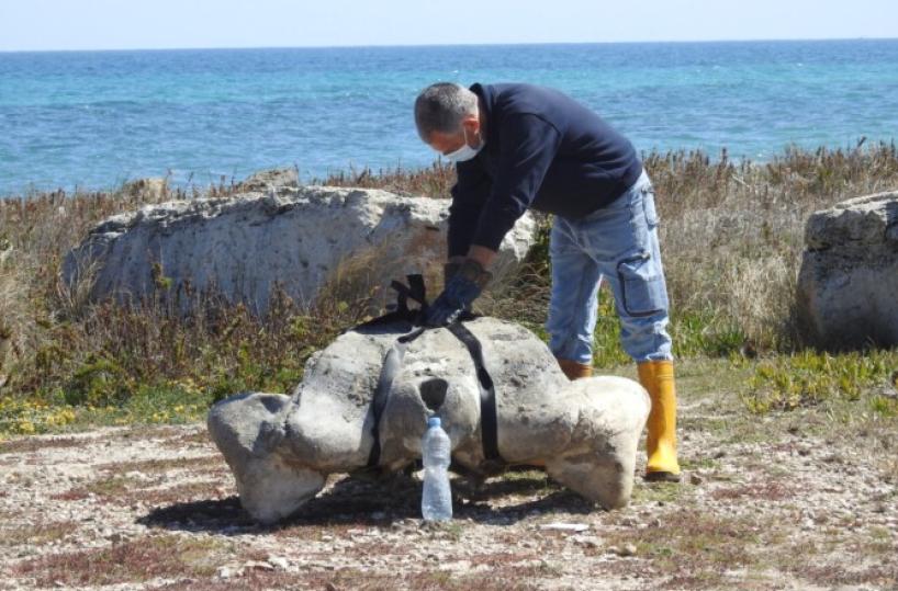 Carcassa di balenottera su una spiaggia del Salento 