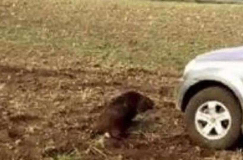 Altamura, insegue e investe con fuoristrada cinghiale nel Parco dell'Alta Murgia: 45enne denunciato