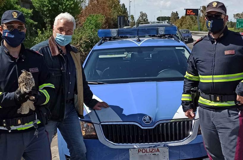 Bari, raro esemplare di gufo salvato in autostrada da agenti Polstrada 