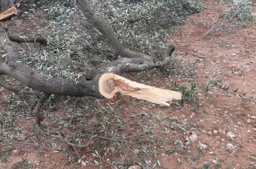 Mola, abbattuti ulivi secolari: «Un attacco al patrimonio verde»