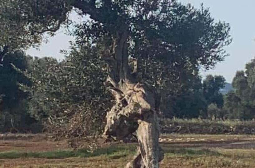 In Salento c'è un ulivo secolare che scappa: sembra Barbalbero