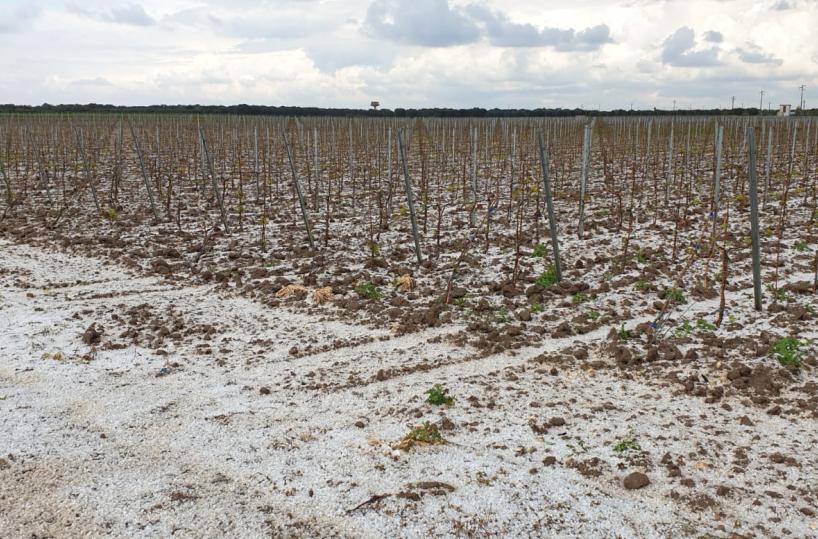 Improvvisa grandinata nel Salento: colpo di grazia per ortaggi e frutta