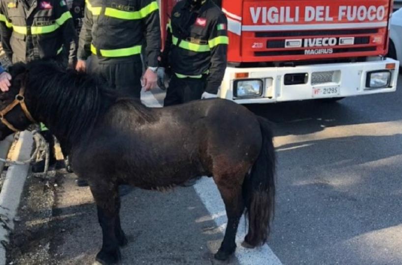 Pony vaga sulla statale tra Lecce e Gallipoli