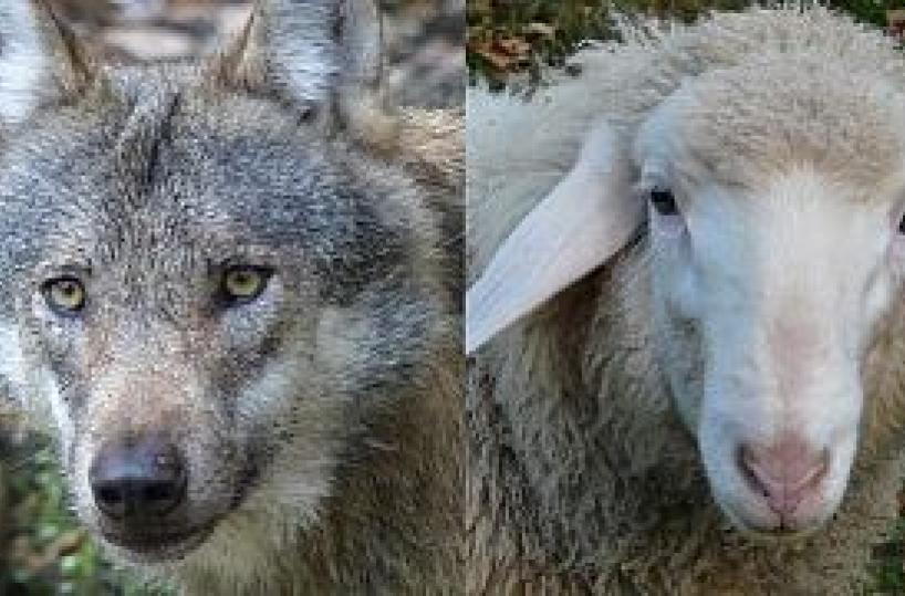 No a lupi vs agnelli, ramoscello d’ulivo
