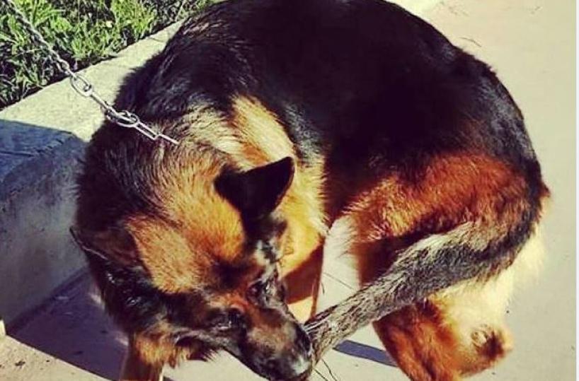 Barletta, ecco “Adoc” il cane che si morde la coda