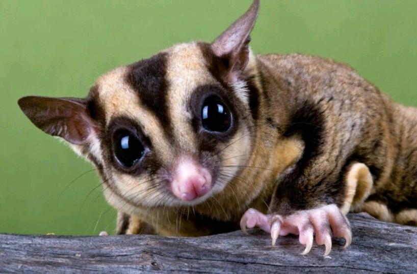 Uno scoiattolo volante a Molfetta