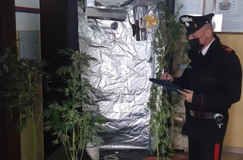Montescaglioso, coltiva marjuana in casa: arrestato 33enne
