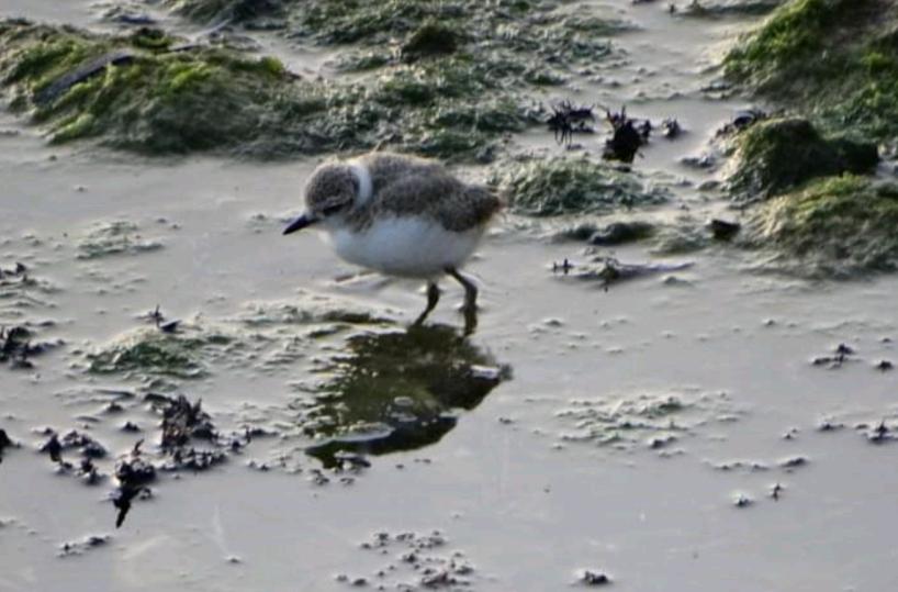 Mola di Bari, Tre nidi di fratino sulle spiagge