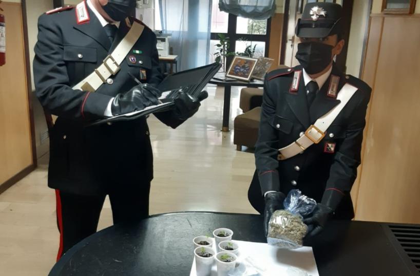 Matera, in casa marijuana e piante di canapa: arrestato