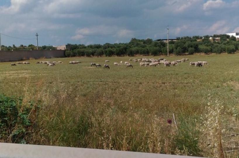 Da un pezzo di pecorino alla diossina così nacque l’indagine sull'ex Ilva
