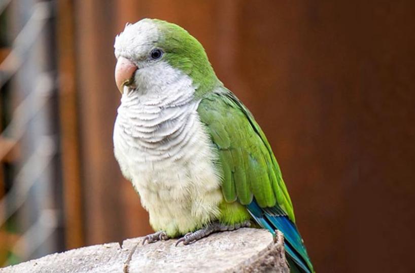Molfetta, distruggono alberi per rubare nidi dei pappagalli