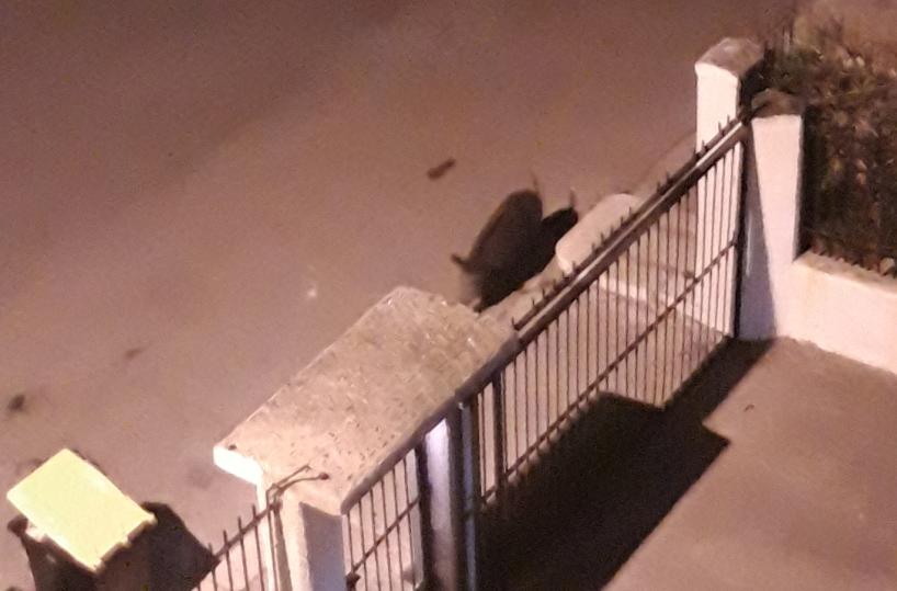 Bari, allarme cinghiali al San Paolo: il Comitato di Santa Rita chiude la Cappella 