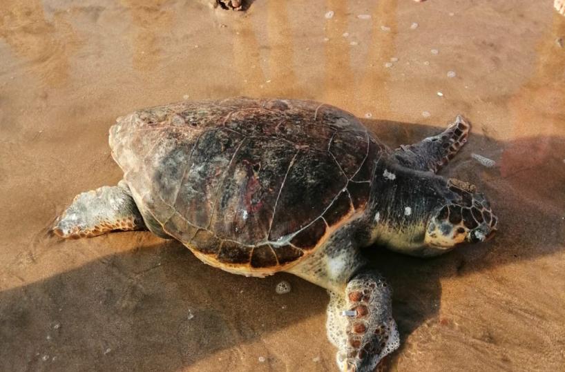 Barletta, tartaruga spiaggiata: ad aiutarla i bimbi sulla battigia