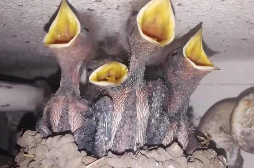 Adelfia, le rondinelle appena nate reclamano il cibo dalla mamma