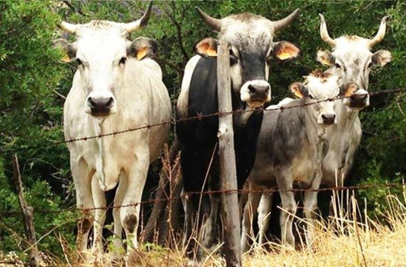 Monte Sant'Angelo, sequestrato il bestiame dei parenti dei clan