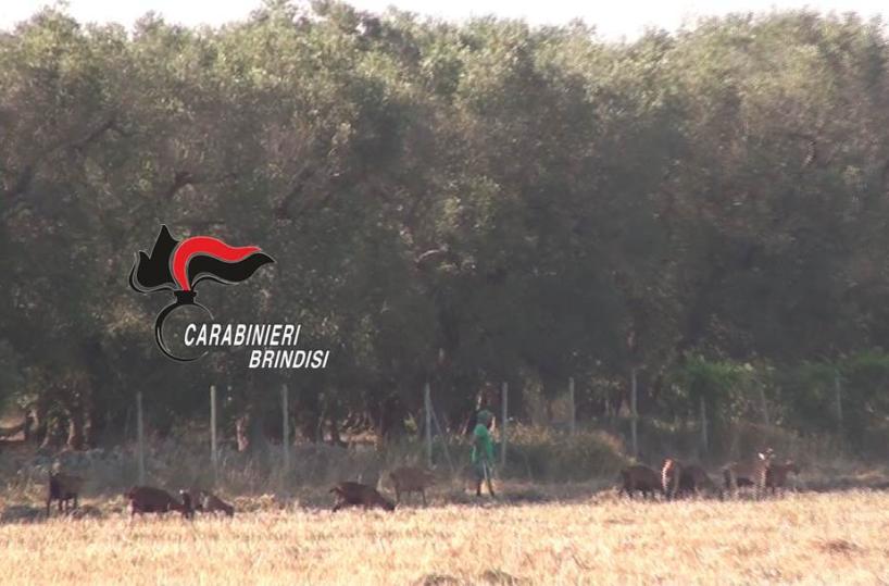 Brindisi, imprenditore nei guai: extracomunitari assunti irregolarmente