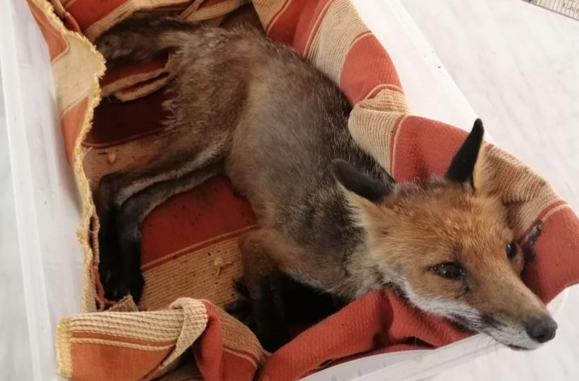 Caldo e incendi nel Leccese, fauna selvatica allo stremo