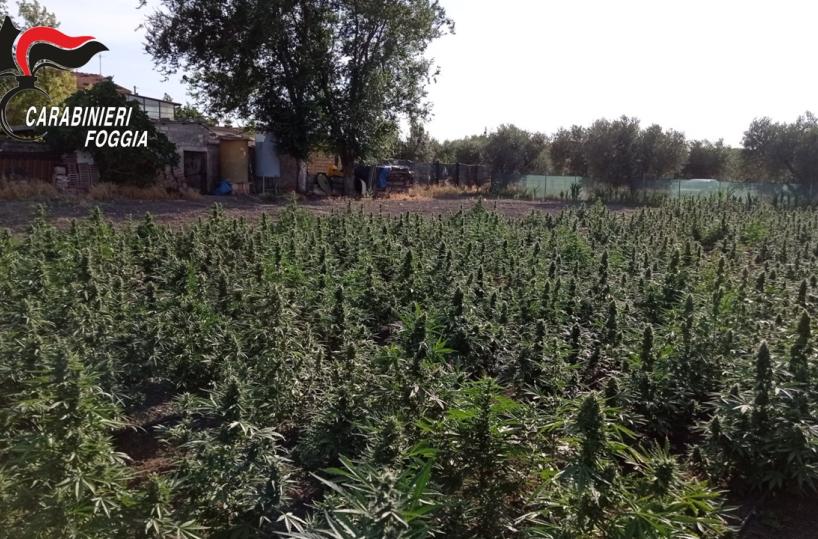 San Marco in Lamis, la marijuana nell'orto