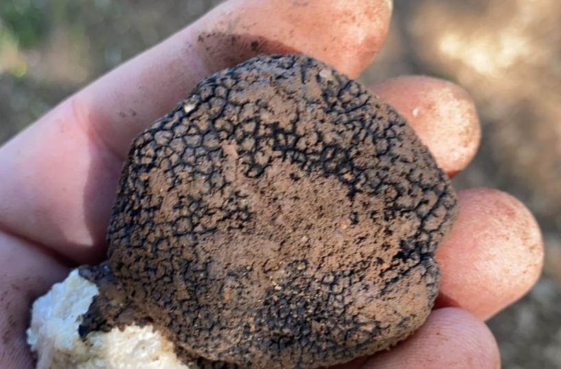 Bari, il tartufo una risorsa per tutta l'Alta Murgia 