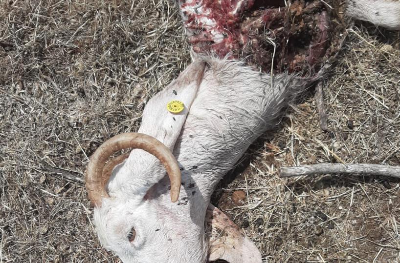 Lecce, i lupi attaccano e uccidono quattro capre