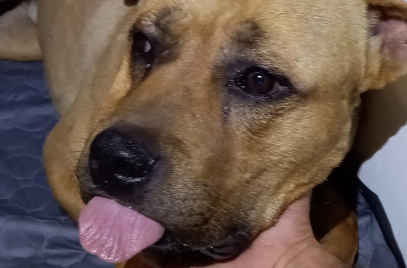Nardò, pitbull libero in  strada azzanna e ferisce due passanti