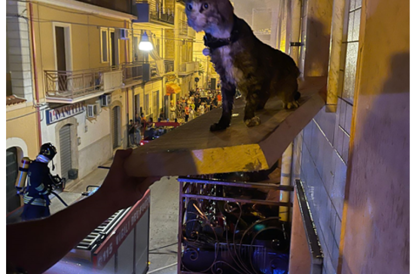 I carabinieri salvato il gatto dal fuoco