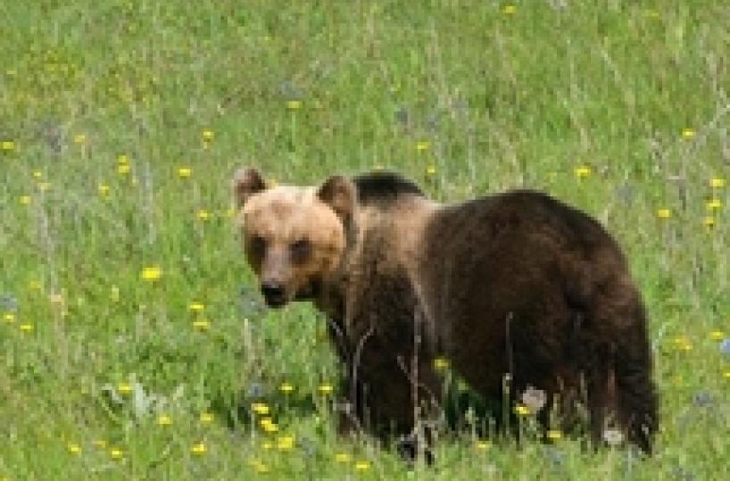Bear dies during capture in Abruzzo park (4)