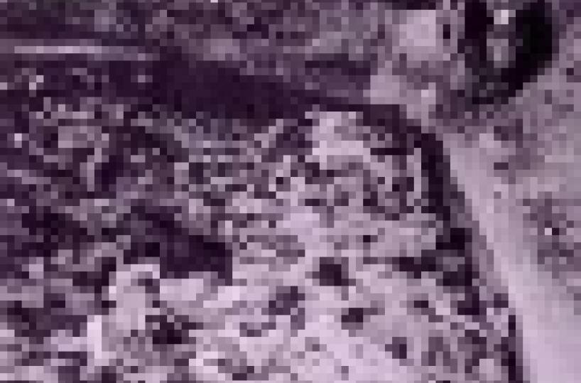 27 gennaio, giornata della memoria: le iniziative in Puglia